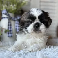 Ellen, a female Shih Tzu for sale in Bloomfield, IA – Photo 1 of 6