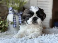 Ellen, a female Shih Tzu for sale in Bloomfield, IA – Photo 1 of 6