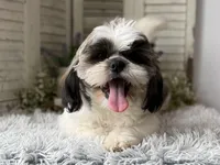 Ellen, a female Shih Tzu for sale in Bloomfield, IA – 4 of 9