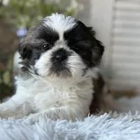 Ellen, a female Shih Tzu for sale in Bloomfield, IA – Photo 5 of 6