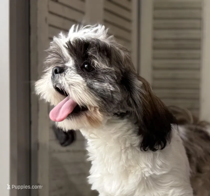 Ellen – Shih Tzu puppy for sale in Bloomfield, IA