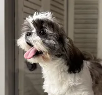 Ellen, a female Shih Tzu for sale in Bloomfield, IA – 1 of 9