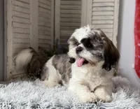 Ellen, a female Shih Tzu for sale in Bloomfield, IA – 6 of 9