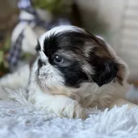 Ellen, a female Shih Tzu for sale in Bloomfield, IA – Photo 2 of 6