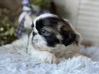 Ellen, a female Shih Tzu for sale in Bloomfield, IA – Photo 2 of 6