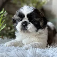 Ellen, a female Shih Tzu for sale in Bloomfield, IA – Photo 6 of 6