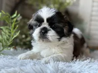 Ellen, a female Shih Tzu for sale in Bloomfield, IA – Photo 6 of 6