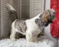 Ellen, a female Shih Tzu for sale in Bloomfield, IA – 8 of 9