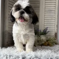 Ellen, a female Shih Tzu for sale in Bloomfield, IA – 7 of 9