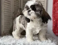 Ellen, a female Shih Tzu for sale in Bloomfield, IA – 5 of 9