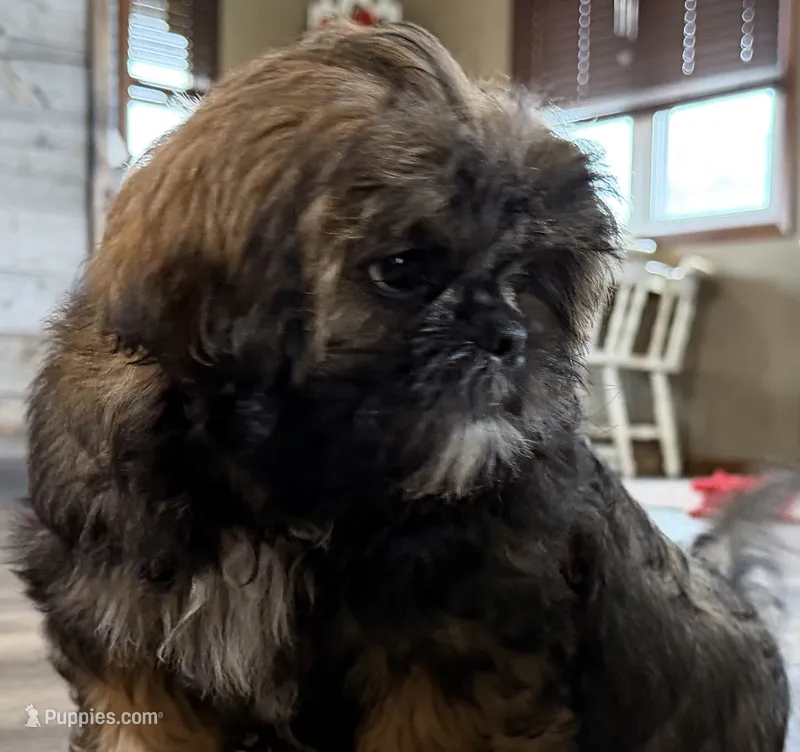 Yakki – Shih Tzu puppy for sale in Bloomfield, IA