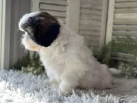 Chopper, a male Shih Tzu for sale in Bloomfield, IA – 5 of 7