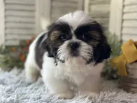 Ranger, a male Shih Tzu for sale in Bloomfield, IA – 2 of 6
