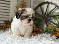Bryson, a male Shih Tzu for sale in Bloomfield, IA – 5 of 6