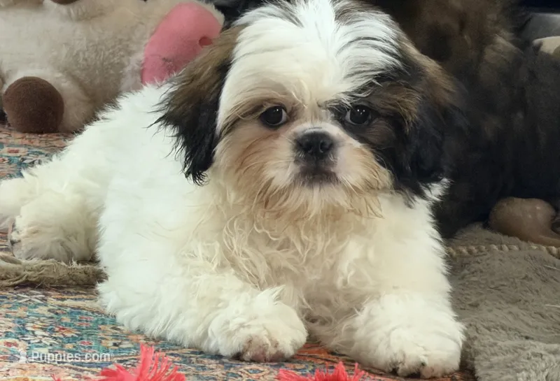 Chopper – Shih Tzu puppy for sale in Bloomfield, IA