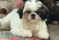 Chopper, a male Shih Tzu for sale in Bloomfield, IA – 1 of 4
