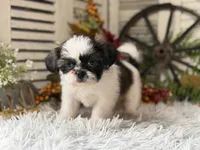 Evelyn, a female Shih Tzu for sale in Bloomfield, IA – 7 of 8