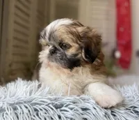 Mark, a male Shih Tzu for sale in Bloomfield, IA – 3 of 4