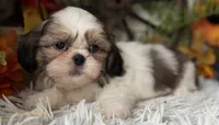Bryson, a male Shih Tzu for sale in Bloomfield, IA – 4 of 6