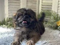 Blaz, a male Shih Tzu for sale in Bloomfield, IA – 4 of 6
