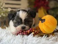 Becky, a female Shih Tzu for sale in Bloomfield, IA – 6 of 10