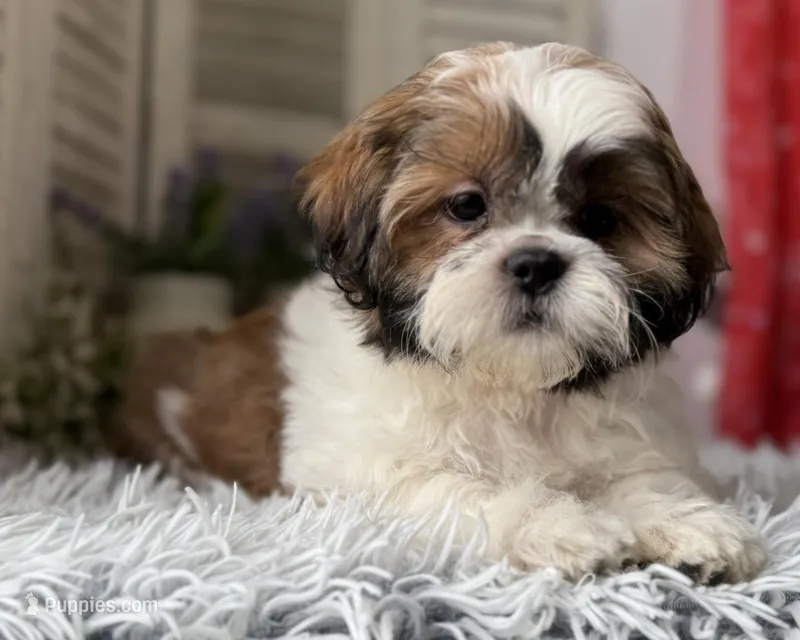 Butters – Shih Tzu puppy for sale in Bloomfield, IA