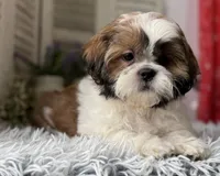 Butters, a male Shih Tzu for sale in Bloomfield, IA – 1 of 4