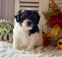 Flower, a female Shihpoo for sale in Bloomfield, IA – 4 of 9