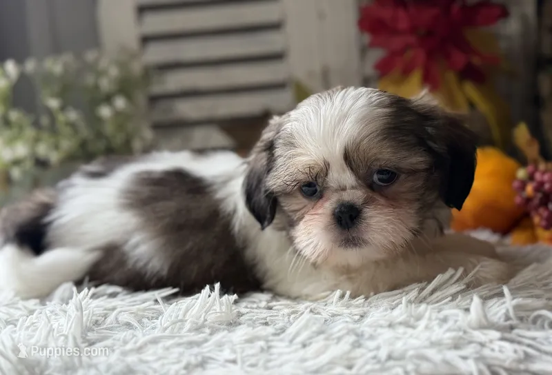 Bryson – Shih Tzu puppy for sale in Bloomfield, IA
