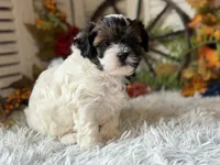 Flower, a female Shihpoo for sale in Bloomfield, IA – 9 of 9