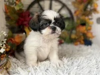 Evelyn, a female Shih Tzu for sale in Bloomfield, IA – 4 of 8