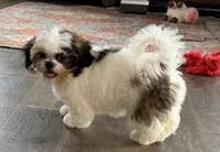 Chopper, a male Shih Tzu for sale in Bloomfield, IA – 3 of 4