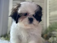 Chopper, a male Shih Tzu for sale in Bloomfield, IA – 3 of 7