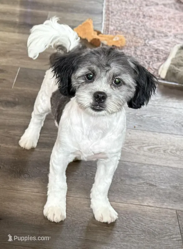 Lon – Shihpoo puppy for sale in Bloomfield, IA