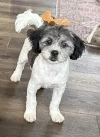 Lon, a male Shihpoo for sale in Bloomfield, IA – 1 of 3