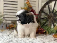 Evelyn, a female Shih Tzu for sale in Bloomfield, IA – 3 of 8