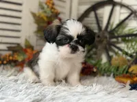 Evelyn, a female Shih Tzu for sale in Bloomfield, IA – 5 of 8