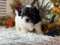 Flower, a female Shihpoo for sale in Bloomfield, IA – 5 of 9