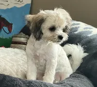 Meeko, a male Shihpoo for sale in Bloomfield, IA – 2 of 2