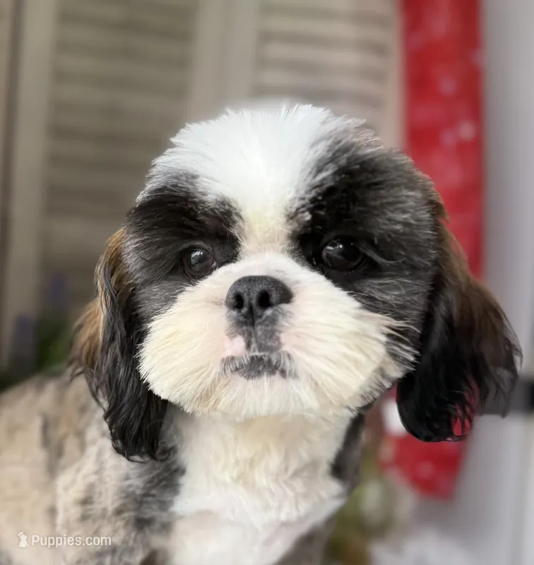 Cupid – Shih Tzu puppy for sale in Bloomfield, IA
