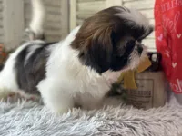 Ranger, a male Shih Tzu for sale in Bloomfield, IA – 5 of 6