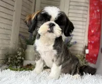 Cupid, a male Shih Tzu for sale in Bloomfield, IA – 2 of 5