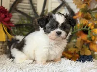 Becky, a female Shih Tzu for sale in Bloomfield, IA – 3 of 10