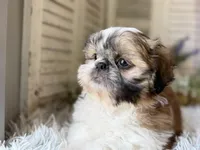 Mark, a male Shih Tzu for sale in Bloomfield, IA – 2 of 4