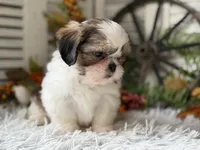 Bryson, a male Shih Tzu for sale in Bloomfield, IA – 2 of 6