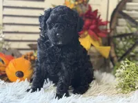 Charlie, a male Poodle - Miniature  for sale in Bloomfield, IA – 6 of 9