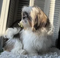 Max, a male Shih Tzu for sale in Bloomfield, IA – Photo 5 of 6