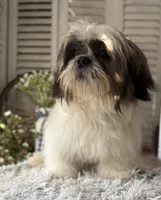 Max, a male Shih Tzu for sale in Bloomfield, IA – Photo 1 of 6