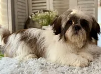 Max, a male Shih Tzu for sale in Bloomfield, IA – Photo 6 of 6