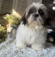 Max, a male Shih Tzu for sale in Bloomfield, IA – Photo 4 of 6